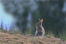 <p>KRÁLÍK DIVOKÝ (Oryctolagus cuniculus) ---- /European rabbit - Wildkaninchen/</p>